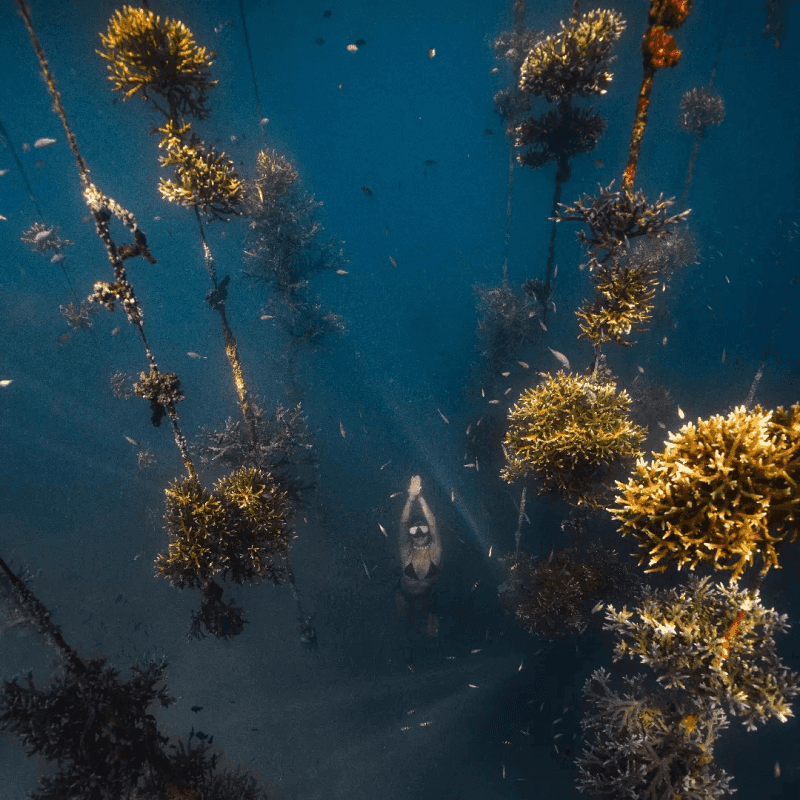 Coral restoration 1
