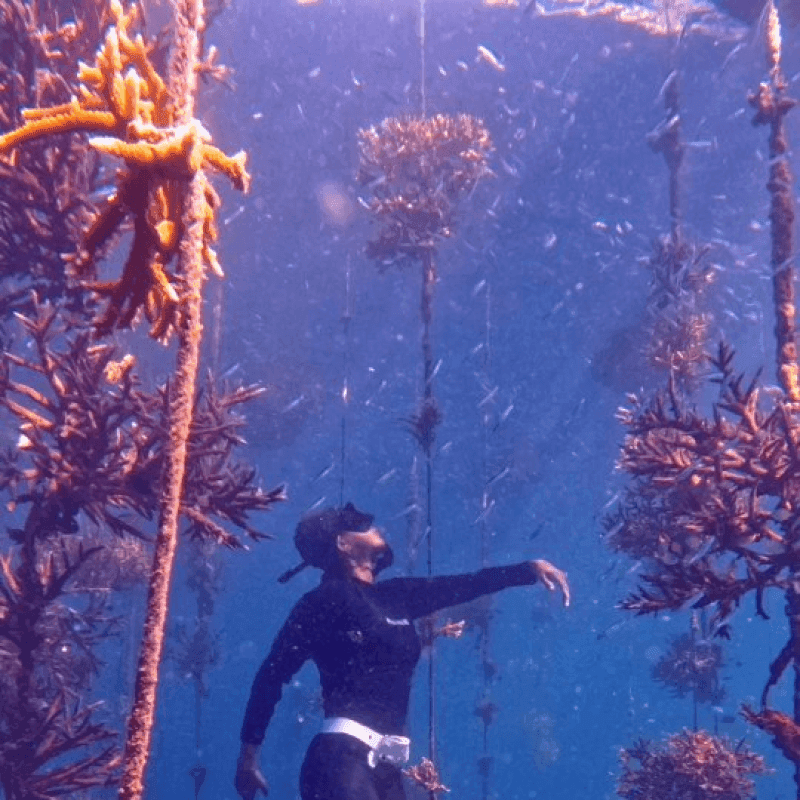 Coral restoration 7
