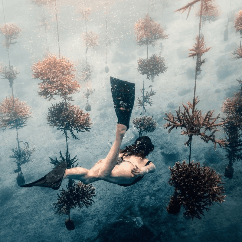 Marine conservation 5
