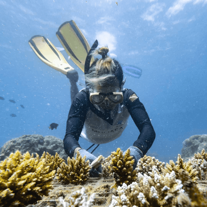 Coral restoration 5