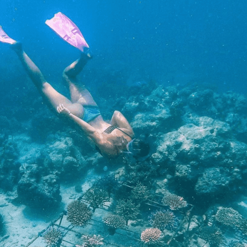 Coral restoration 2