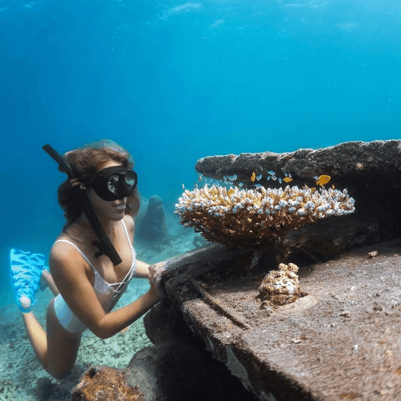 Coral restoration 9