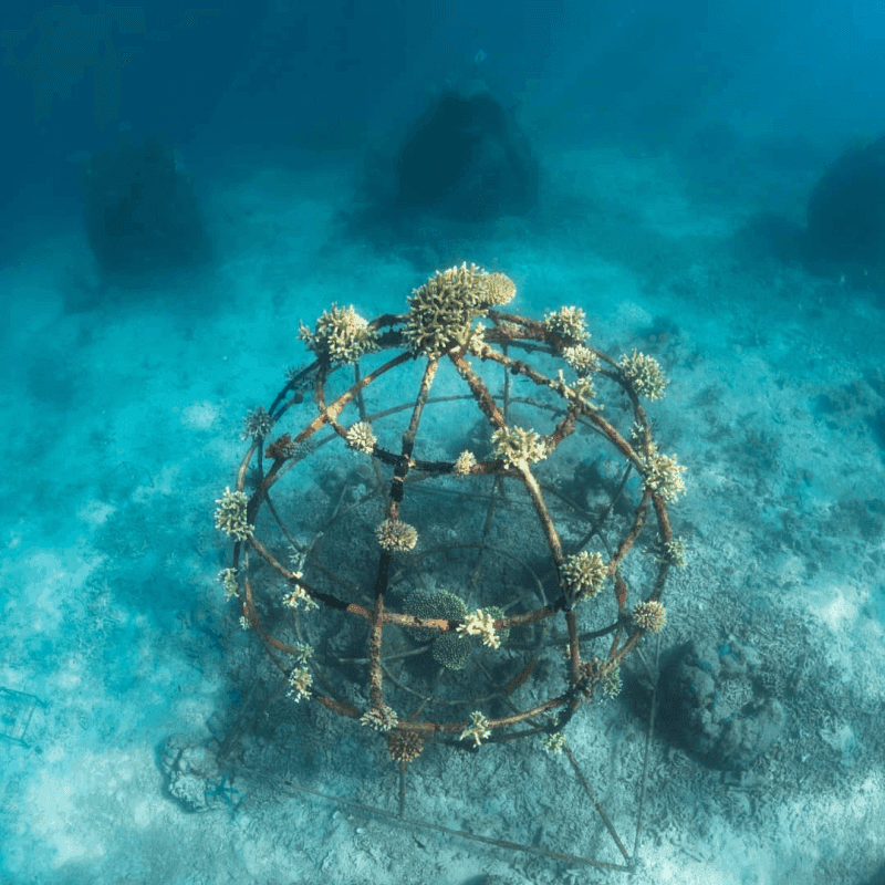 Marine conservation 2
