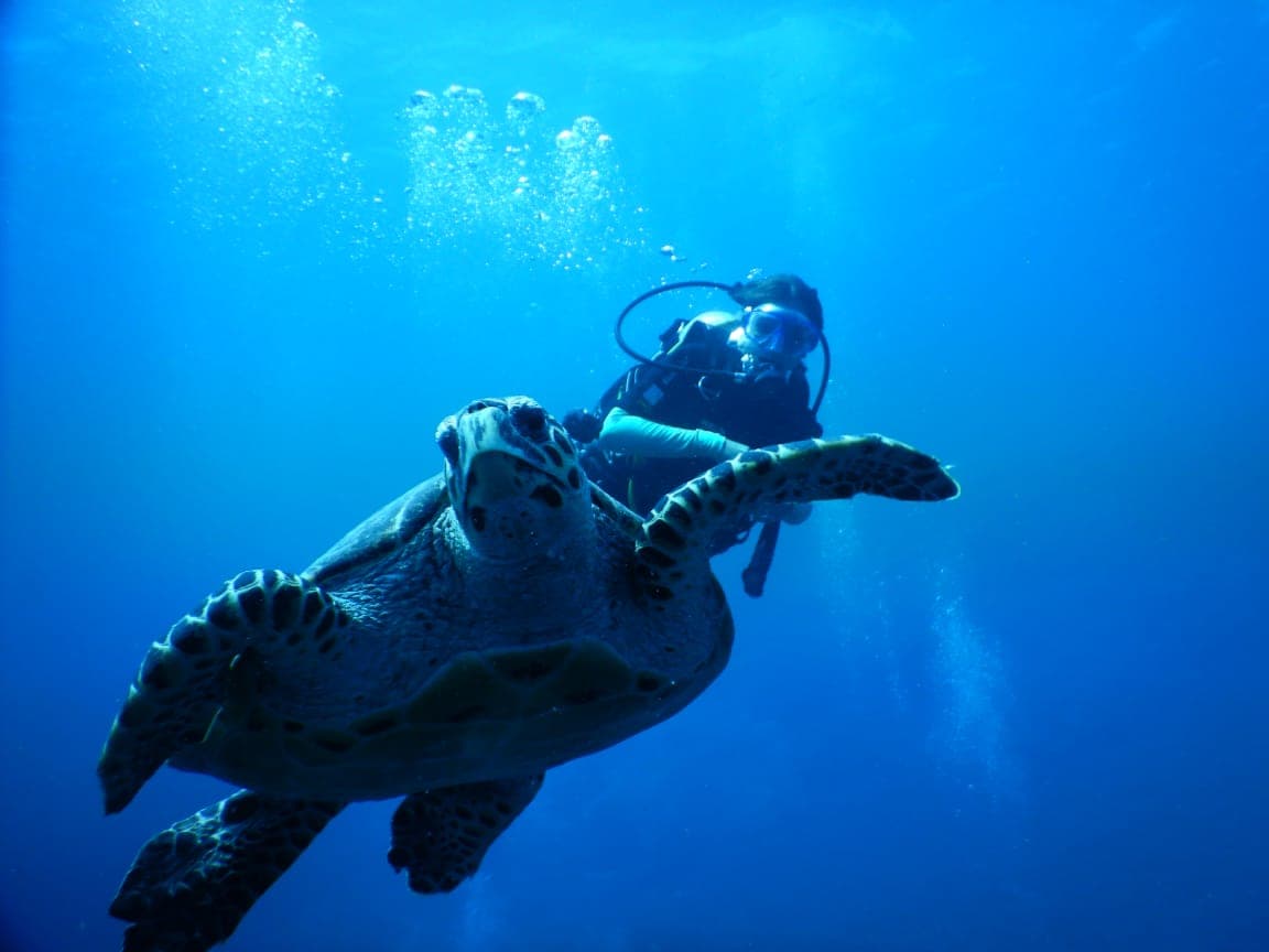 Fun Dive