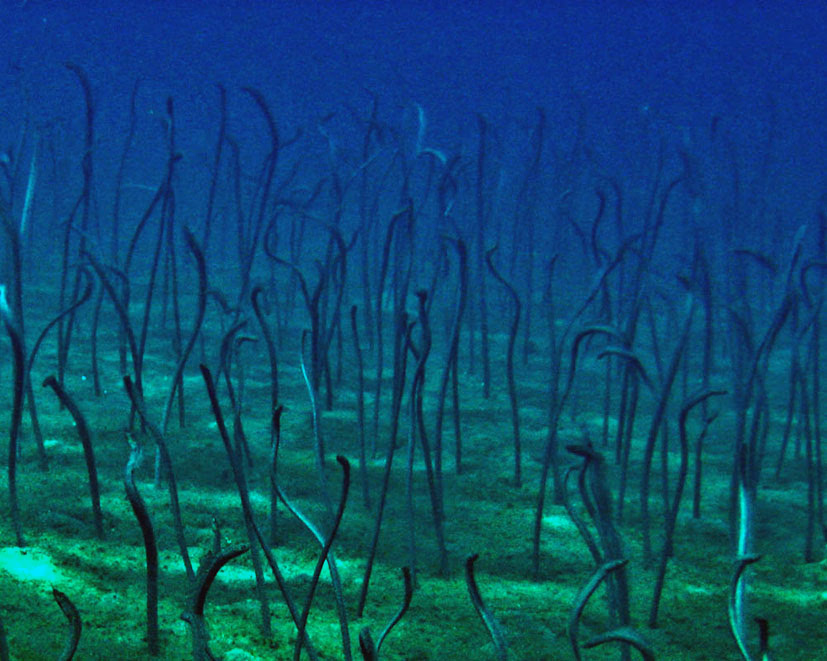 Eel Garden