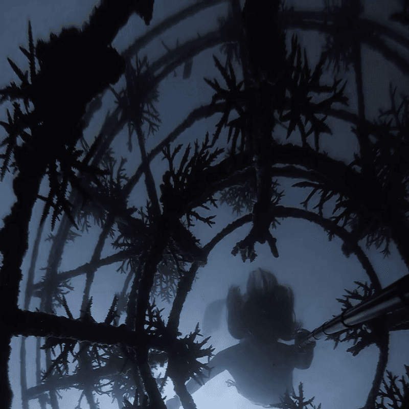 Coral restoration 6