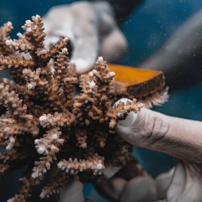 Coral restoration 3