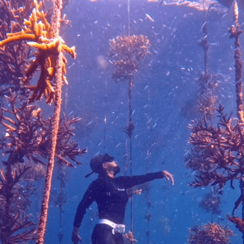 Coral restoration 7
