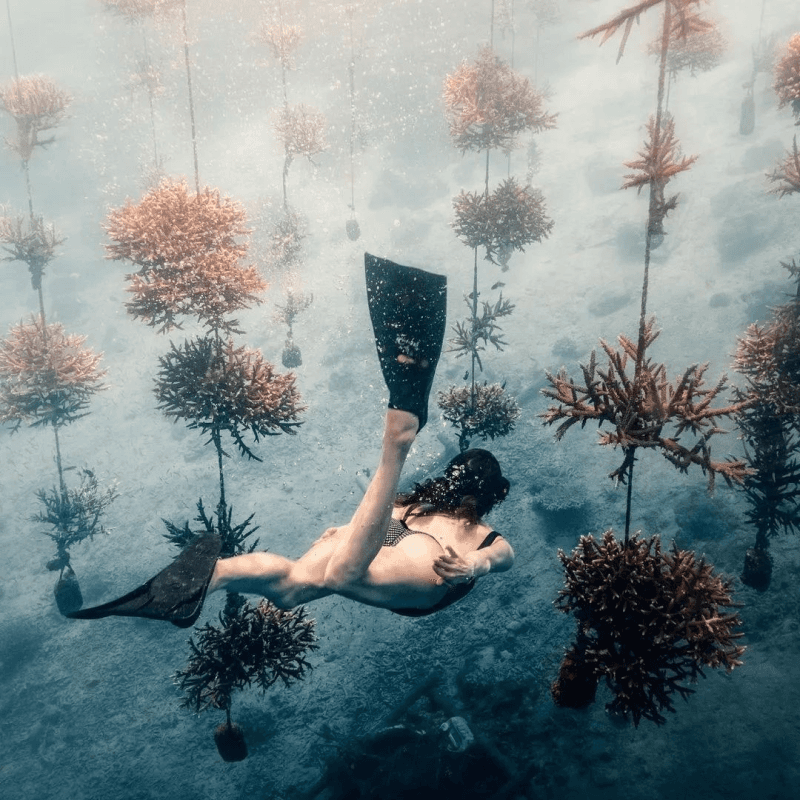 Marine conservation 5