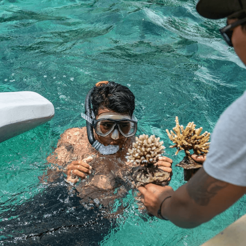 Coral restoration 4