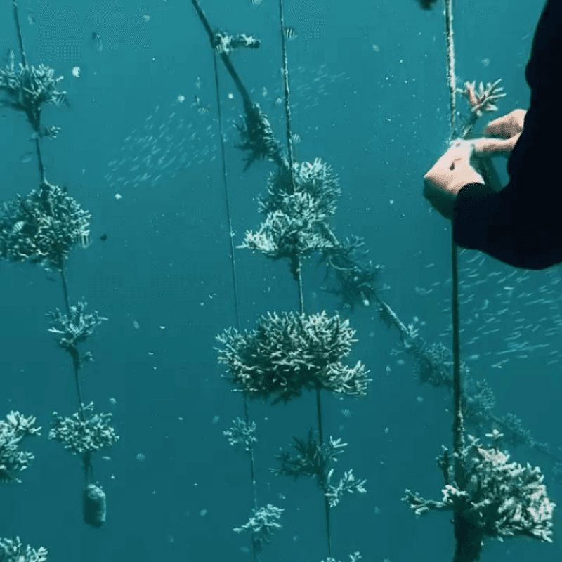 Coral restoration 8