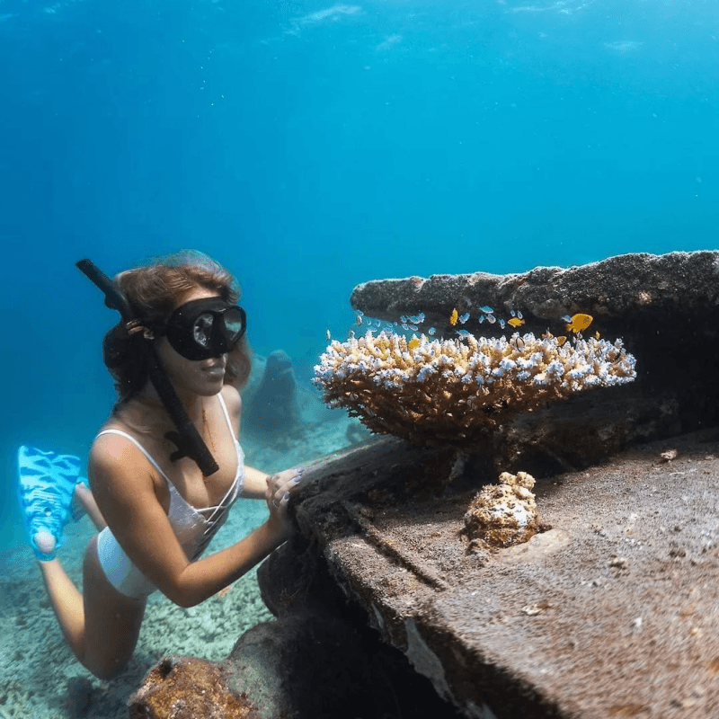 Coral restoration 9