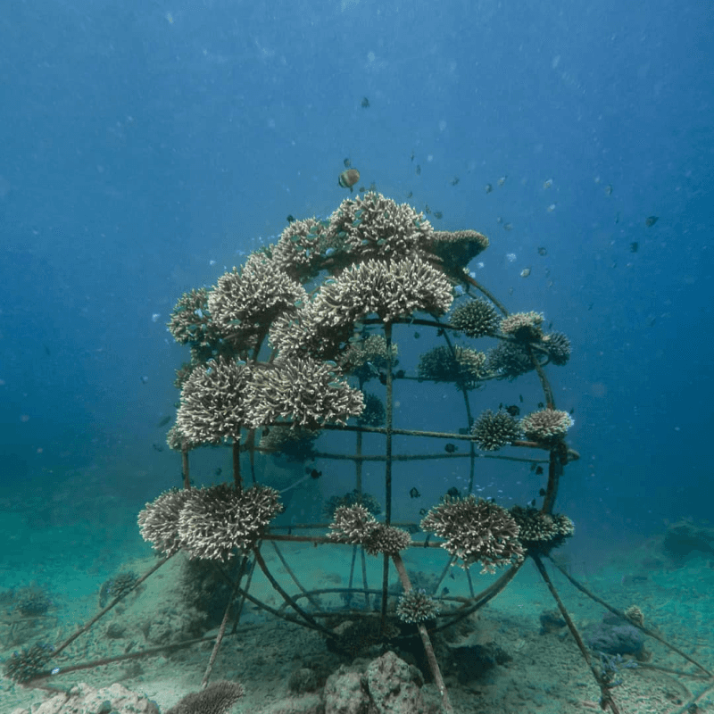 Marine conservation 4